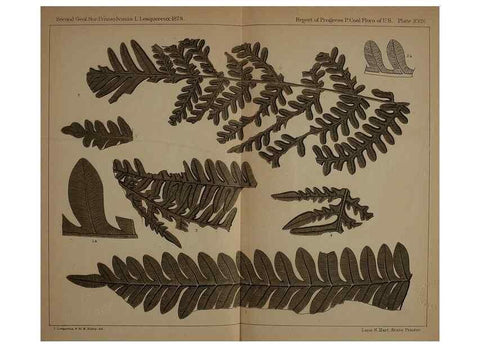 Reproducción/Reproduction 21923165789: Description of the coal flora of the Carboniferous formation in Pennsylvania and throughout the United States .... Harrisburg,Board of Commissioners for the Second Geological Survey,1879-84.