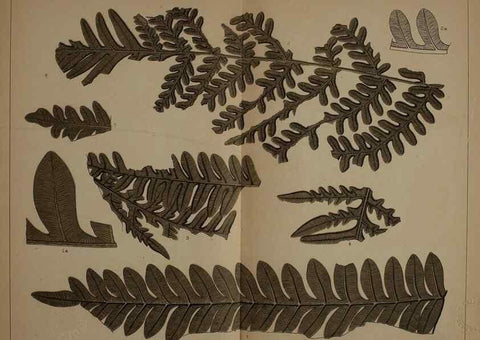 Reproducción/Reproduction 21923165789: Description of the coal flora of the Carboniferous formation in Pennsylvania and throughout the United States .... Harrisburg,Board of Commissioners for the Second Geological Survey,1879-84.
