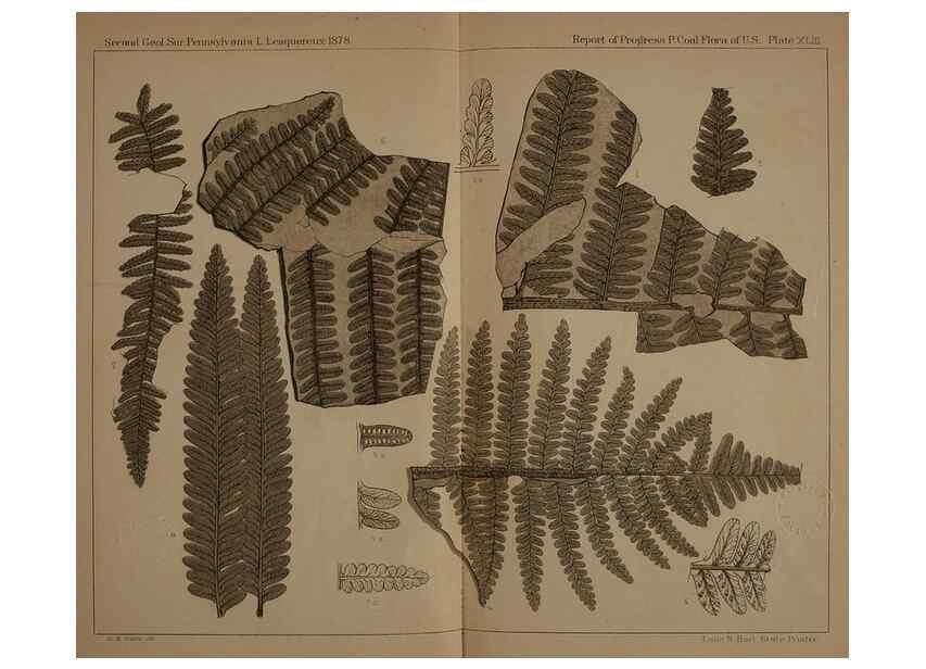 Reproducción/Reproduction 21487343214: Description of the coal flora of the Carboniferous formation in Pennsylvania and throughout the United States .... Harrisburg,Board of Commissioners for the Second Geological Survey,1879-84.