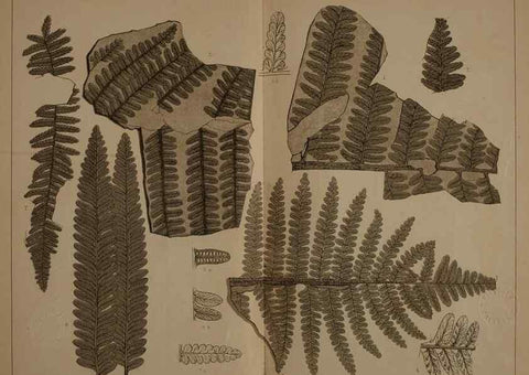 Reproducción/Reproduction 21487343214: Description of the coal flora of the Carboniferous formation in Pennsylvania and throughout the United States .... Harrisburg,Board of Commissioners for the Second Geological Survey,1879-84.