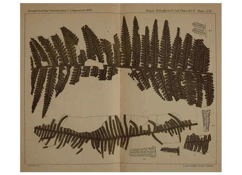 Reproducción/Reproduction 21921995600: Description of the coal flora of the Carboniferous formation in Pennsylvania and throughout the United States .... Harrisburg,Board of Commissioners for the Second Geological Survey,1879-84.