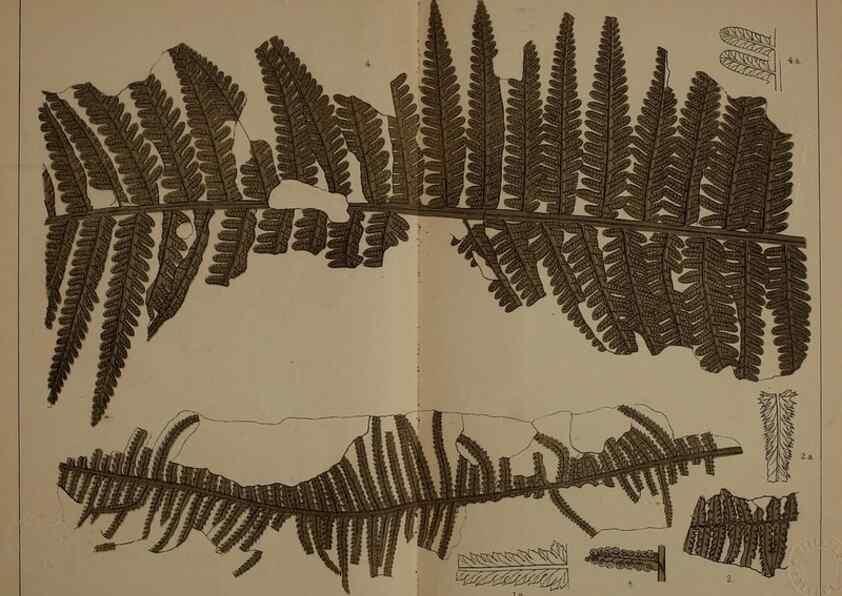 Reproducción/Reproduction 21921995600: Description of the coal flora of the Carboniferous formation in Pennsylvania and throughout the United States .... Harrisburg,Board of Commissioners for the Second Geological Survey,1879-84.