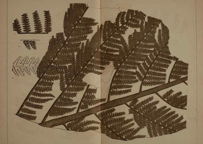 Reproducción/Reproduction 21489055223: Description of the coal flora of the Carboniferous formation in Pennsylvania and throughout the United States .... Harrisburg,Board of Commissioners for the Second Geological Survey,1879-84.