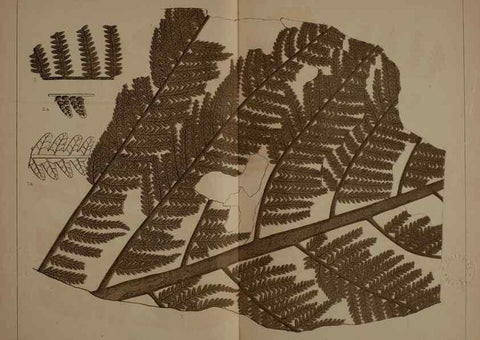 Reproducción/Reproduction 21489055223: Description of the coal flora of the Carboniferous formation in Pennsylvania and throughout the United States .... Harrisburg,Board of Commissioners for the Second Geological Survey,1879-84.