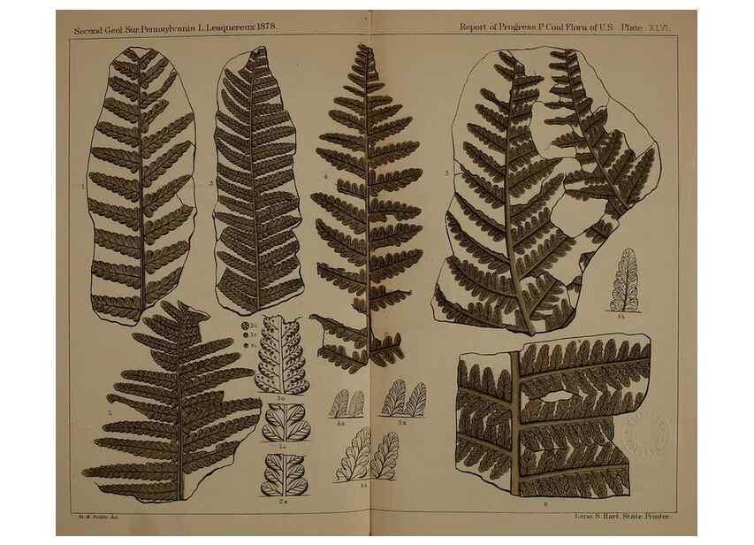 Reproducción/Reproduction 21923261309: Description of the coal flora of the Carboniferous formation in Pennsylvania and throughout the United States .... Harrisburg,Board of Commissioners for the Second Geological Survey,1879-84.