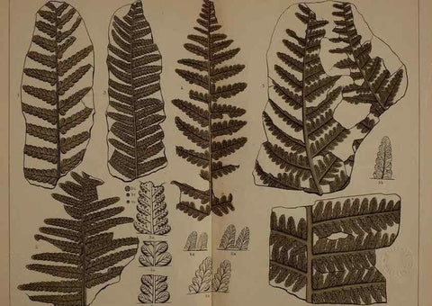 Reproducción/Reproduction 21923261309: Description of the coal flora of the Carboniferous formation in Pennsylvania and throughout the United States .... Harrisburg,Board of Commissioners for the Second Geological Survey,1879-84.
