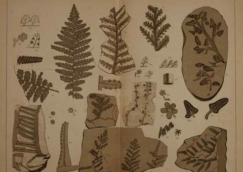 Reproducción/Reproduction 22110194455: Description of the coal flora of the Carboniferous formation in Pennsylvania and throughout the United States .... Harrisburg,Board of Commissioners for the Second Geological Survey,1879-84.