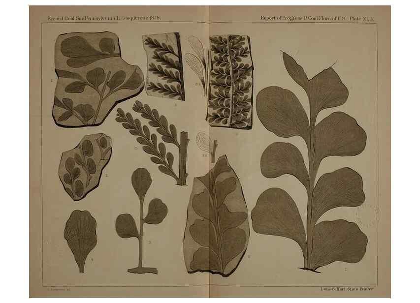Reproducción/Reproduction 22120263811: Description of the coal flora of the Carboniferous formation in Pennsylvania and throughout the United States .... Harrisburg,Board of Commissioners for the Second Geological Survey,1879-84.