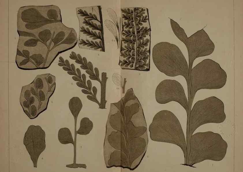 Reproducción/Reproduction 22120263811: Description of the coal flora of the Carboniferous formation in Pennsylvania and throughout the United States .... Harrisburg,Board of Commissioners for the Second Geological Survey,1879-84.