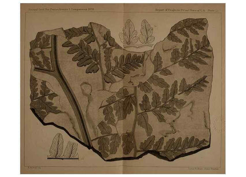 Reproducción/Reproduction 22110211125: Description of the coal flora of the Carboniferous formation in Pennsylvania and throughout the United States .... Harrisburg,Board of Commissioners for the Second Geological Survey,1879-84.
