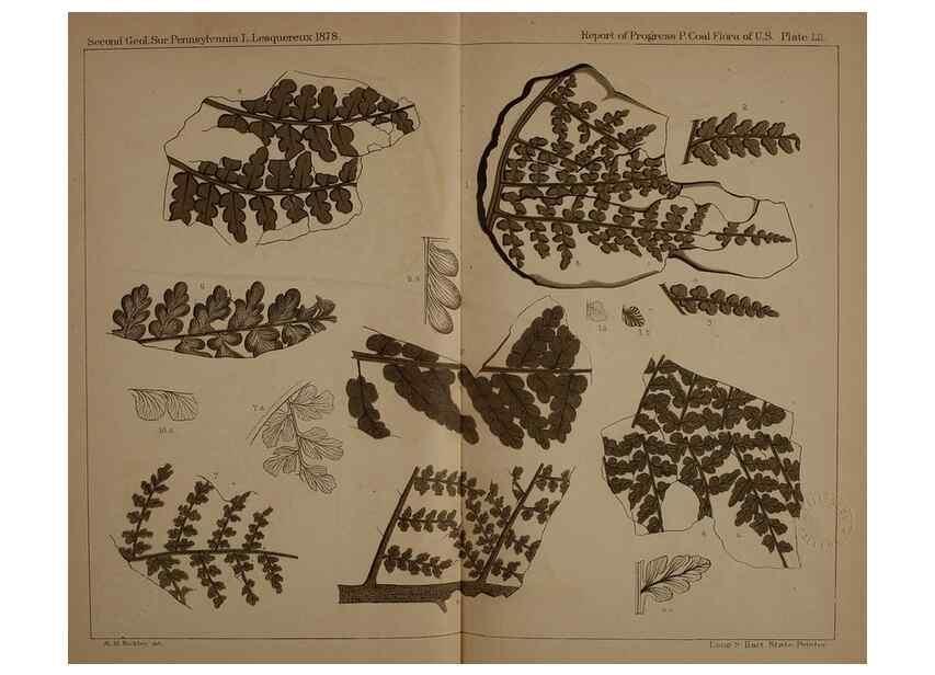 Reproducción/Reproduction 22120272241: Description of the coal flora of the Carboniferous formation in Pennsylvania and throughout the United States .... Harrisburg,Board of Commissioners for the Second Geological Survey,1879-84.