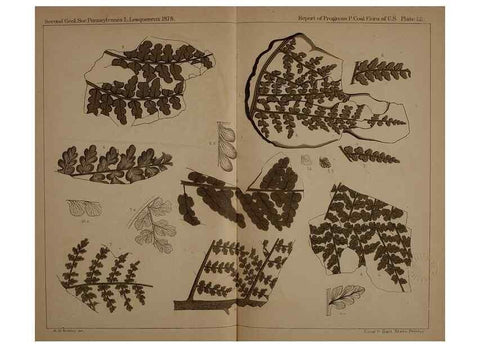 Reproducción/Reproduction 22120272241: Description of the coal flora of the Carboniferous formation in Pennsylvania and throughout the United States .... Harrisburg,Board of Commissioners for the Second Geological Survey,1879-84.