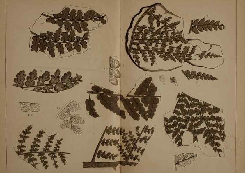 Reproducción/Reproduction 22120272241: Description of the coal flora of the Carboniferous formation in Pennsylvania and throughout the United States .... Harrisburg,Board of Commissioners for the Second Geological Survey,1879-84.