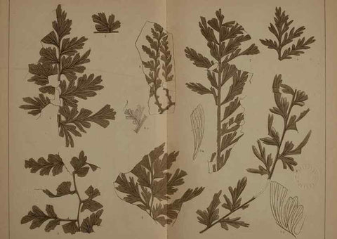 Reproducción/Reproduction 21922318668: Description of the coal flora of the Carboniferous formation in Pennsylvania and throughout the United States .... Harrisburg,Board of Commissioners for the Second Geological Survey,1879-84.