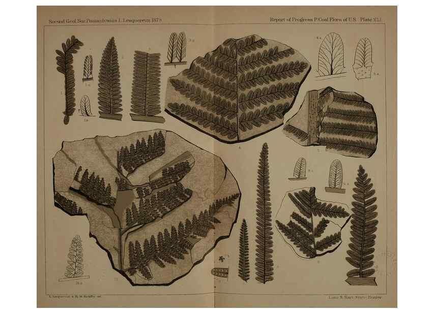 Reproducción/Reproduction 21923246789: Description of the coal flora of the Carboniferous formation in Pennsylvania and throughout the United States .... Harrisburg,Board of Commissioners for the Second Geological Survey,1879-84.