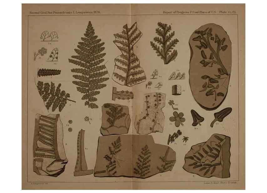 Reproducción/Reproduction 22083965196: Description of the coal flora of the Carboniferous formation in Pennsylvania and throughout the United States .... Harrisburg,Board of Commissioners for the Second Geological Survey,1879-84.