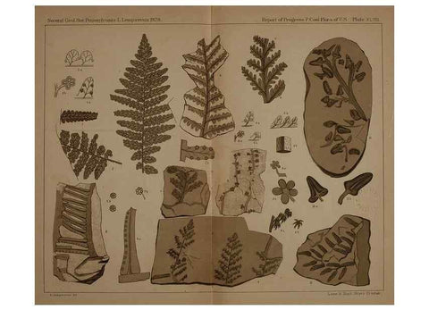 Reproducción/Reproduction 22083965196: Description of the coal flora of the Carboniferous formation in Pennsylvania and throughout the United States .... Harrisburg,Board of Commissioners for the Second Geological Survey,1879-84.