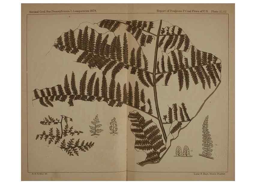 Reproducción/Reproduction 21487317954: Description of the coal flora of the Carboniferous formation in Pennsylvania and throughout the United States .... Harrisburg,Board of Commissioners for the Second Geological Survey,1879-84.