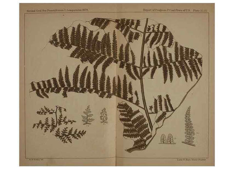 Reproducción/Reproduction 21487317954: Description of the coal flora of the Carboniferous formation in Pennsylvania and throughout the United States .... Harrisburg,Board of Commissioners for the Second Geological Survey,1879-84.