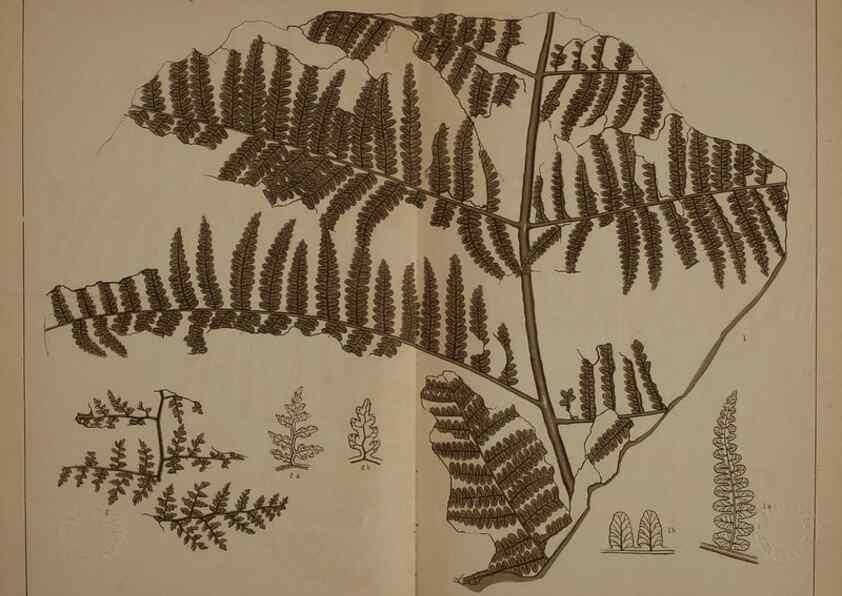 Reproducción/Reproduction 21487317954: Description of the coal flora of the Carboniferous formation in Pennsylvania and throughout the United States .... Harrisburg,Board of Commissioners for the Second Geological Survey,1879-84.