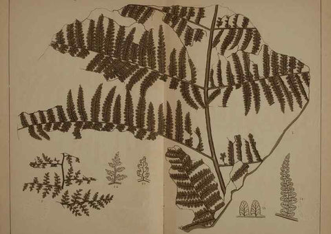 Reproducción/Reproduction 21487317954: Description of the coal flora of the Carboniferous formation in Pennsylvania and throughout the United States .... Harrisburg,Board of Commissioners for the Second Geological Survey,1879-84.