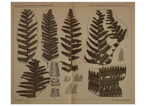 Reproducción/Reproduction 22097609432: Description of the coal flora of the Carboniferous formation in Pennsylvania and throughout the United States .... Harrisburg,Board of Commissioners for the Second Geological Survey,1879-84.