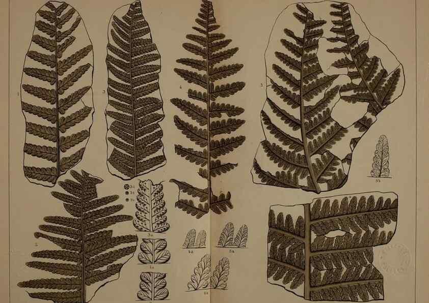 Reproducción/Reproduction 22097609432: Description of the coal flora of the Carboniferous formation in Pennsylvania and throughout the United States .... Harrisburg,Board of Commissioners for the Second Geological Survey,1879-84.