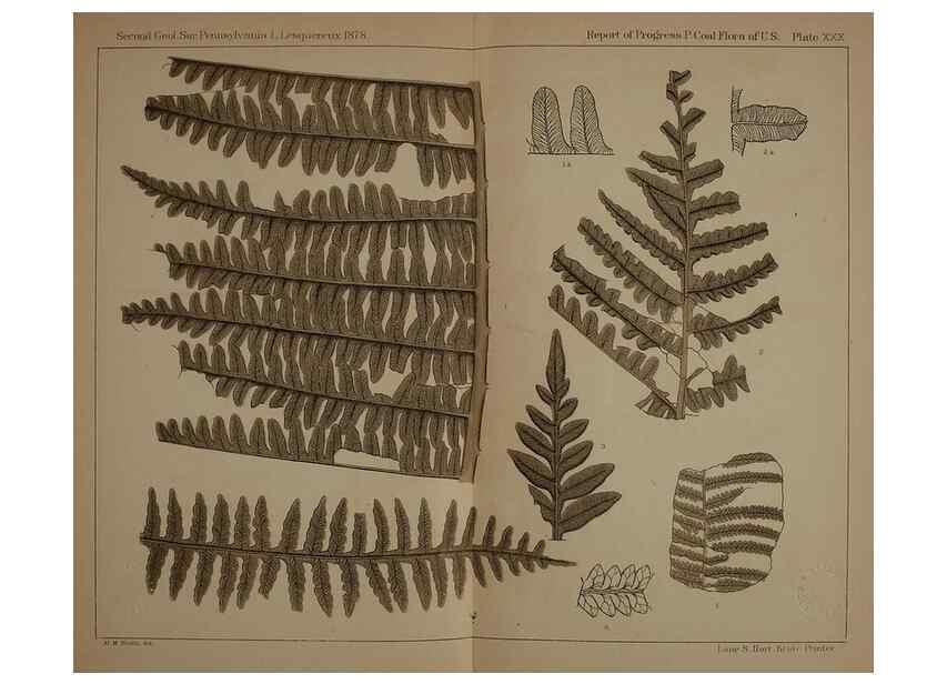 Reproducción/Reproduction 21488965613: Description of the coal flora of the Carboniferous formation in Pennsylvania and throughout the United States .... Harrisburg,Board of Commissioners for the Second Geological Survey,1879-84.