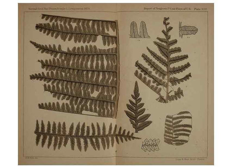 Reproducción/Reproduction 21488965613: Description of the coal flora of the Carboniferous formation in Pennsylvania and throughout the United States .... Harrisburg,Board of Commissioners for the Second Geological Survey,1879-84.