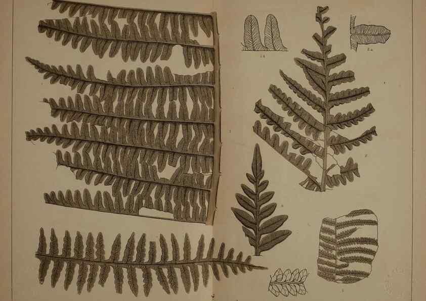 Reproducción/Reproduction 21488965613: Description of the coal flora of the Carboniferous formation in Pennsylvania and throughout the United States .... Harrisburg,Board of Commissioners for the Second Geological Survey,1879-84.