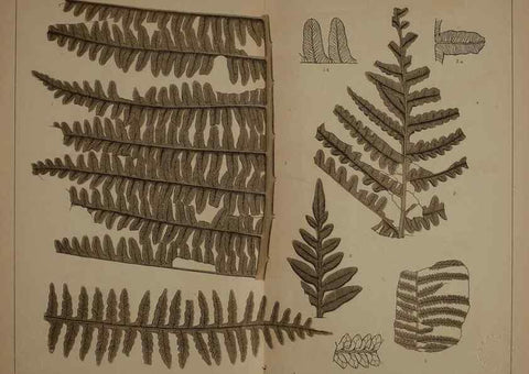 Reproducción/Reproduction 21488965613: Description of the coal flora of the Carboniferous formation in Pennsylvania and throughout the United States .... Harrisburg,Board of Commissioners for the Second Geological Survey,1879-84.