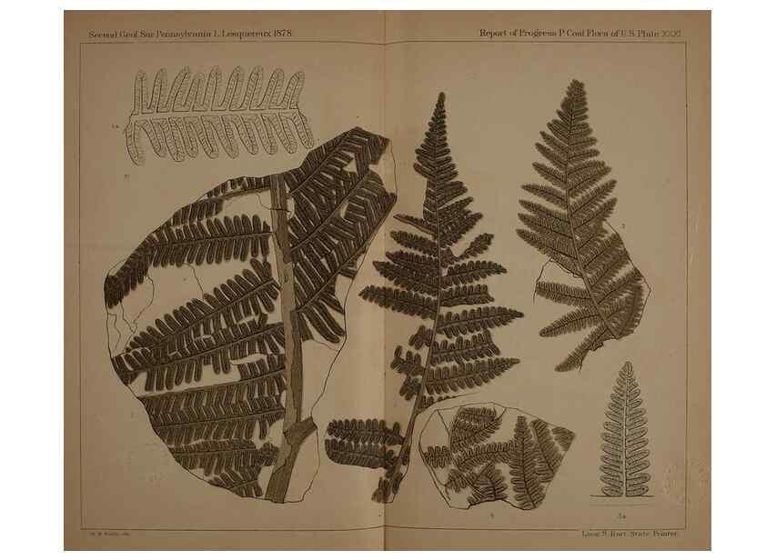 Reproducción/Reproduction 21487260744: Description of the coal flora of the Carboniferous formation in Pennsylvania and throughout the United States .... Harrisburg,Board of Commissioners for the Second Geological Survey,1879-84.