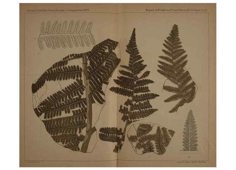 Reproducción/Reproduction 21487260744: Description of the coal flora of the Carboniferous formation in Pennsylvania and throughout the United States .... Harrisburg,Board of Commissioners for the Second Geological Survey,1879-84.