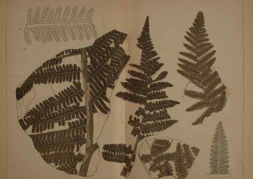 Reproducción/Reproduction 21487260744: Description of the coal flora of the Carboniferous formation in Pennsylvania and throughout the United States .... Harrisburg,Board of Commissioners for the Second Geological Survey,1879-84.