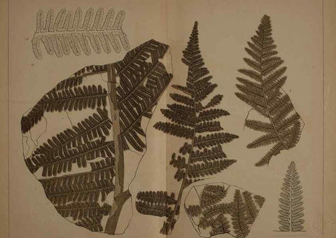 Reproducción/Reproduction 21487260744: Description of the coal flora of the Carboniferous formation in Pennsylvania and throughout the United States .... Harrisburg,Board of Commissioners for the Second Geological Survey,1879-84.