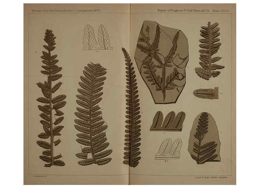 Reproducción/Reproduction 22097558552: Description of the coal flora of the Carboniferous formation in Pennsylvania and throughout the United States .... Harrisburg,Board of Commissioners for the Second Geological Survey,1879-84.