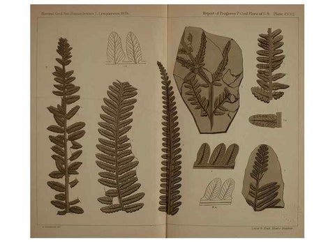 Reproducción/Reproduction 22097558552: Description of the coal flora of the Carboniferous formation in Pennsylvania and throughout the United States .... Harrisburg,Board of Commissioners for the Second Geological Survey,1879-84.