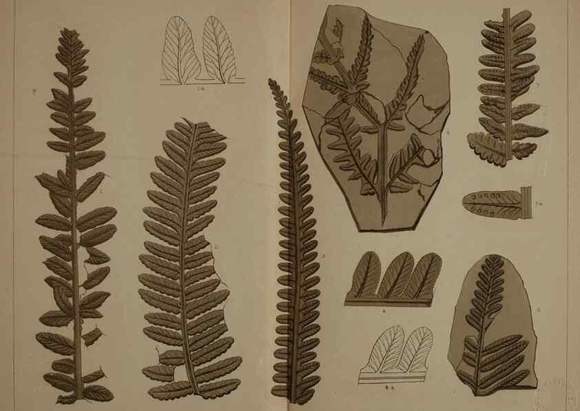Reproducción/Reproduction 22097558552: Description of the coal flora of the Carboniferous formation in Pennsylvania and throughout the United States .... Harrisburg,Board of Commissioners for the Second Geological Survey,1879-84.