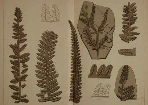 Reproducción/Reproduction 22097558552: Description of the coal flora of the Carboniferous formation in Pennsylvania and throughout the United States .... Harrisburg,Board of Commissioners for the Second Geological Survey,1879-84.