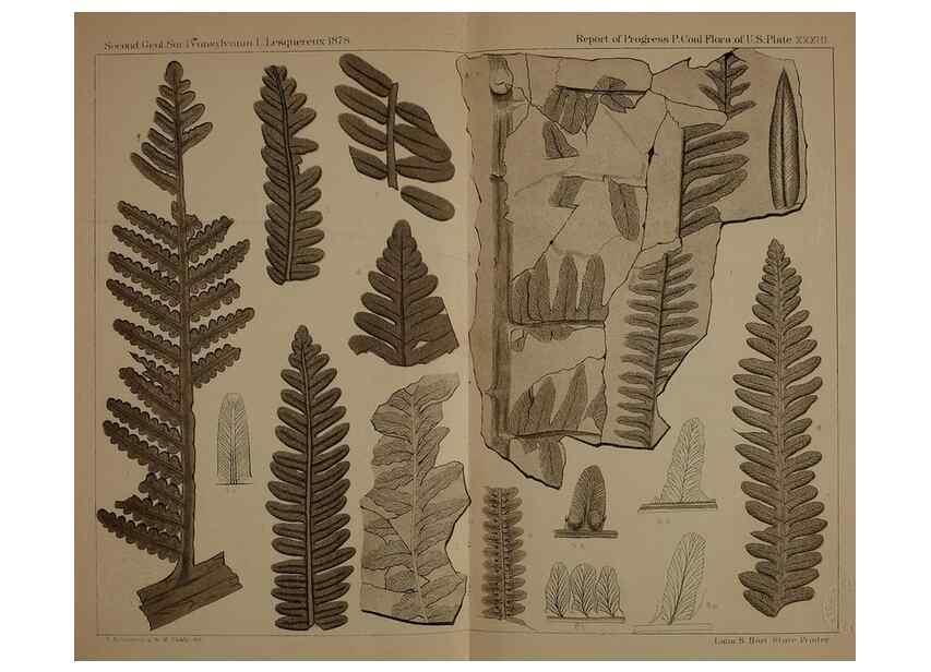 Reproducción/Reproduction 22110108715: Description of the coal flora of the Carboniferous formation in Pennsylvania and throughout the United States .... Harrisburg,Board of Commissioners for the Second Geological Survey,1879-84.
