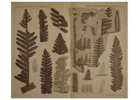 Reproducción/Reproduction 22110108715: Description of the coal flora of the Carboniferous formation in Pennsylvania and throughout the United States .... Harrisburg,Board of Commissioners for the Second Geological Survey,1879-84.