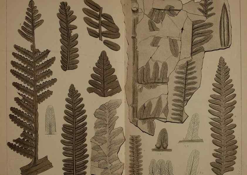 Reproducción/Reproduction 22110108715: Description of the coal flora of the Carboniferous formation in Pennsylvania and throughout the United States .... Harrisburg,Board of Commissioners for the Second Geological Survey,1879-84.