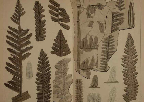Reproducción/Reproduction 22110108715: Description of the coal flora of the Carboniferous formation in Pennsylvania and throughout the United States .... Harrisburg,Board of Commissioners for the Second Geological Survey,1879-84.