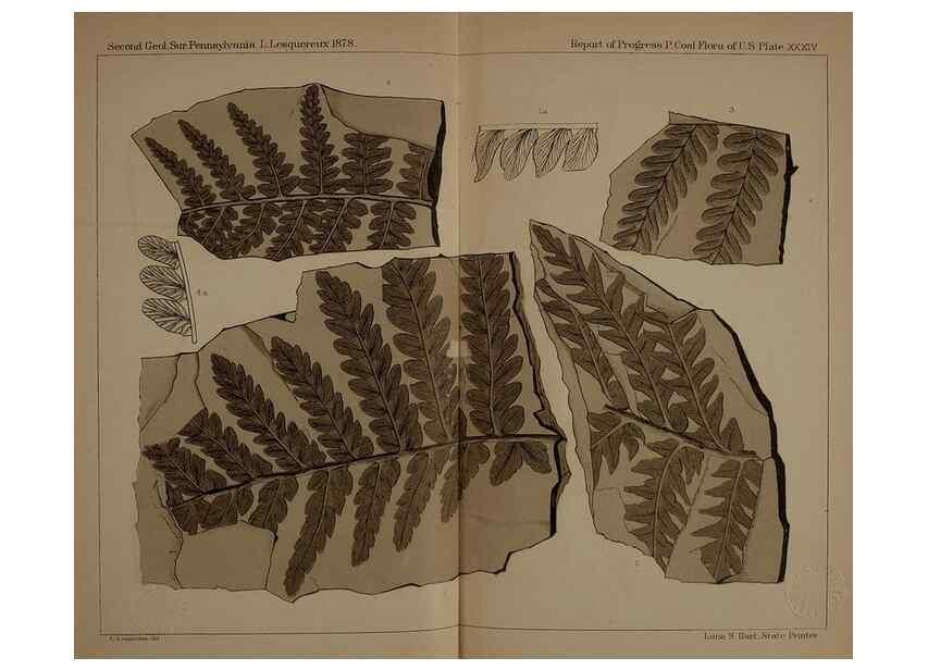 Reproducción/Reproduction 21487274964: Description of the coal flora of the Carboniferous formation in Pennsylvania and throughout the United States .... Harrisburg,Board of Commissioners for the Second Geological Survey,1879-84.