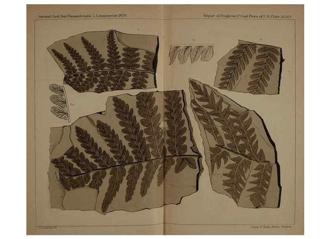 Reproducción/Reproduction 21487274964: Description of the coal flora of the Carboniferous formation in Pennsylvania and throughout the United States .... Harrisburg,Board of Commissioners for the Second Geological Survey,1879-84.