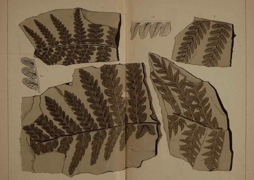Reproducción/Reproduction 21487274964: Description of the coal flora of the Carboniferous formation in Pennsylvania and throughout the United States .... Harrisburg,Board of Commissioners for the Second Geological Survey,1879-84.