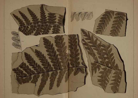 Reproducción/Reproduction 21487274964: Description of the coal flora of the Carboniferous formation in Pennsylvania and throughout the United States .... Harrisburg,Board of Commissioners for the Second Geological Survey,1879-84.