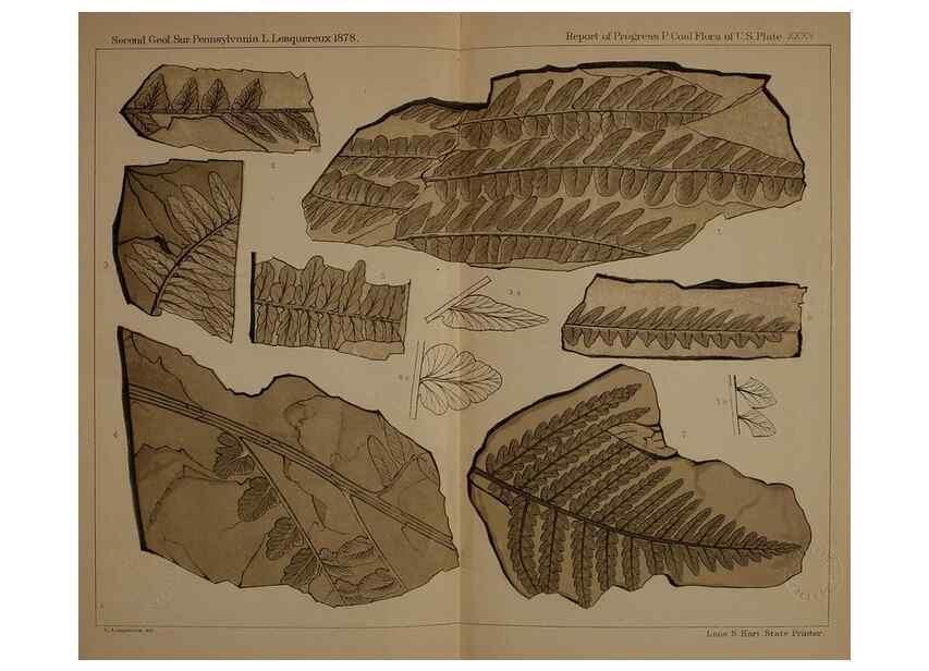 Reproducción/Reproduction 21487277484: Description of the coal flora of the Carboniferous formation in Pennsylvania and throughout the United States .... Harrisburg,Board of Commissioners for the Second Geological Survey,1879-84.
