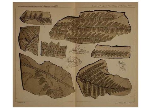 Reproducción/Reproduction 21487277484: Description of the coal flora of the Carboniferous formation in Pennsylvania and throughout the United States .... Harrisburg,Board of Commissioners for the Second Geological Survey,1879-84.