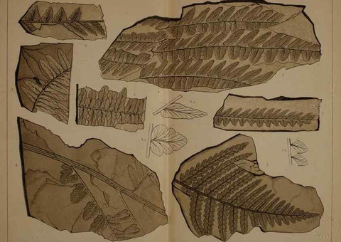 Reproducción/Reproduction 21487277484: Description of the coal flora of the Carboniferous formation in Pennsylvania and throughout the United States .... Harrisburg,Board of Commissioners for the Second Geological Survey,1879-84.